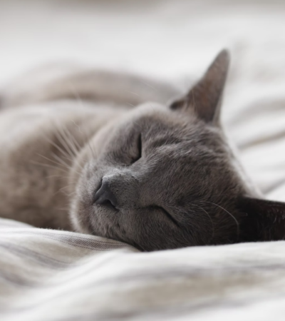 macke amplitude magazin