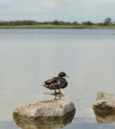 biodiverzitet srbije